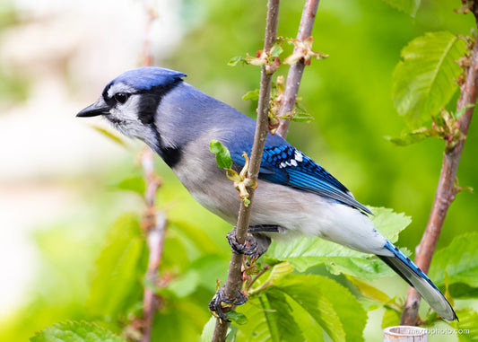 Spring Jay