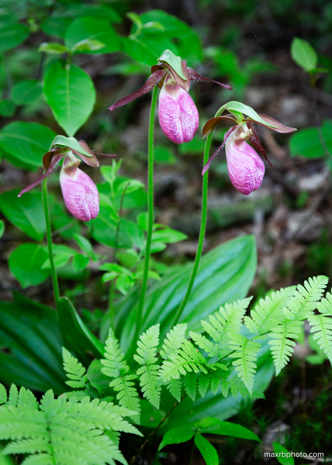 Lady Slipper