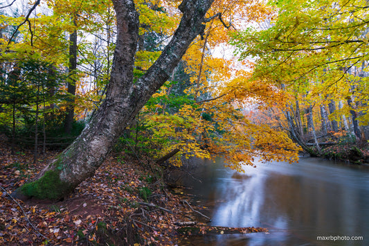 Fall along the river