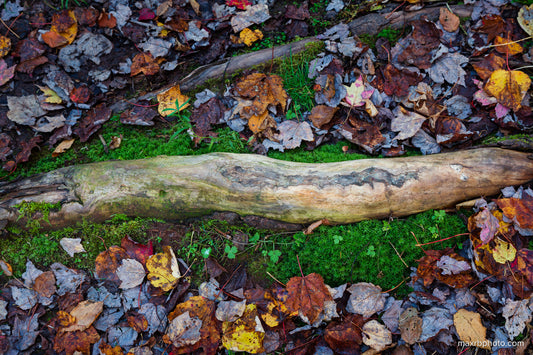 Late Fall Roots