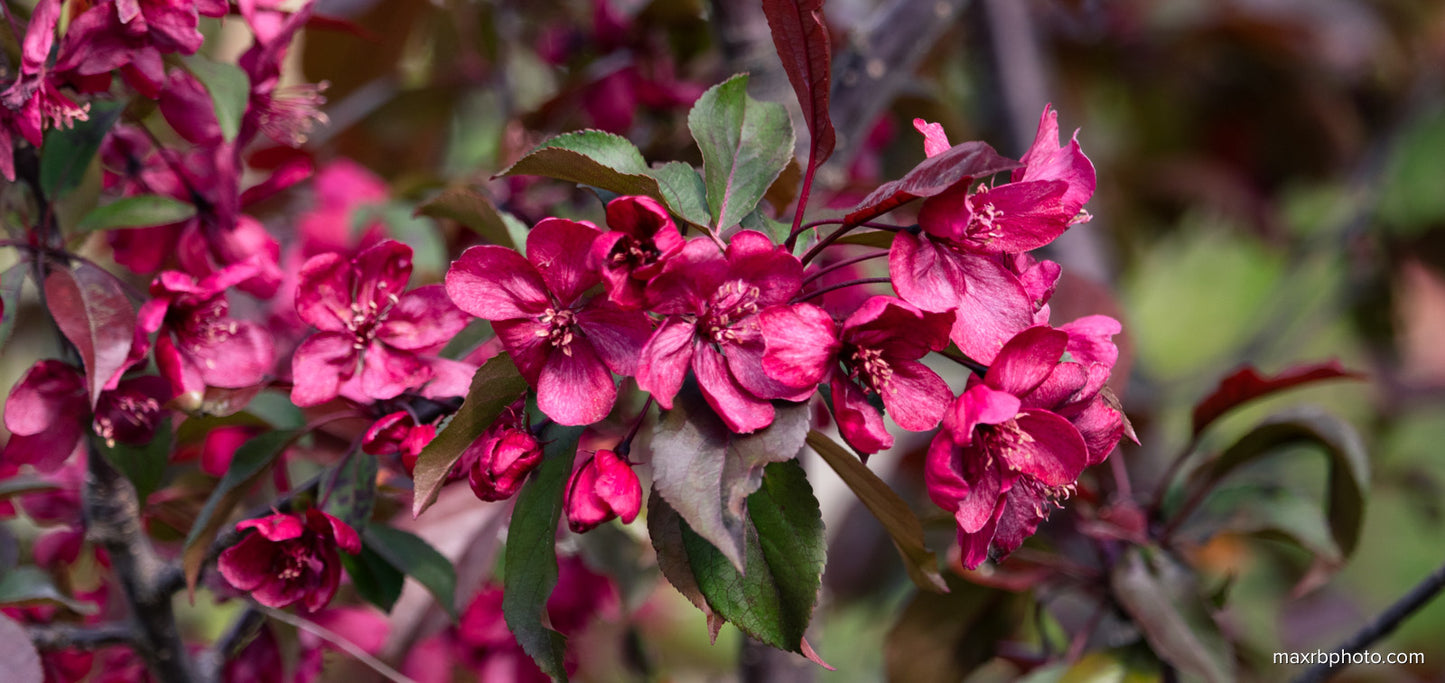 Royalty Apple Blossom