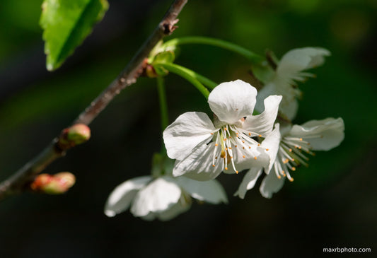 Cherry Blossom