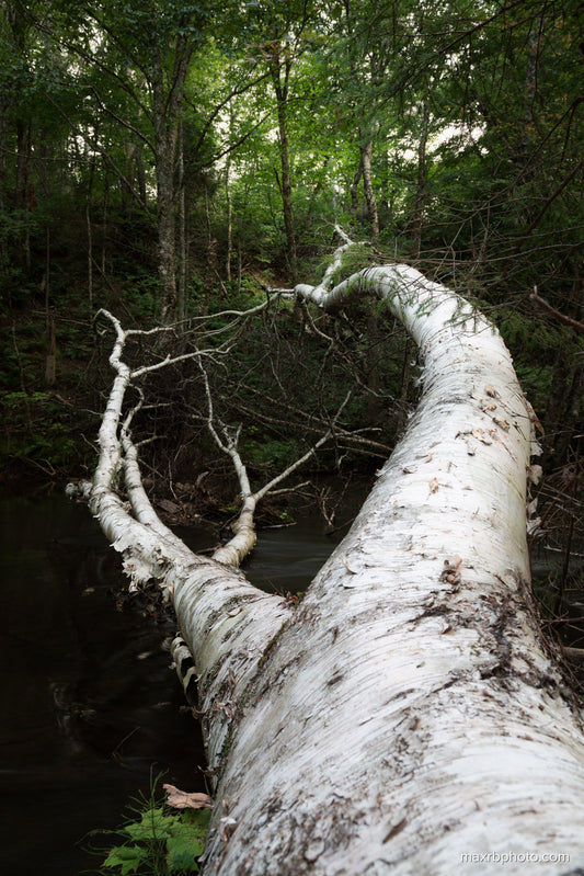 Fallen Beauty