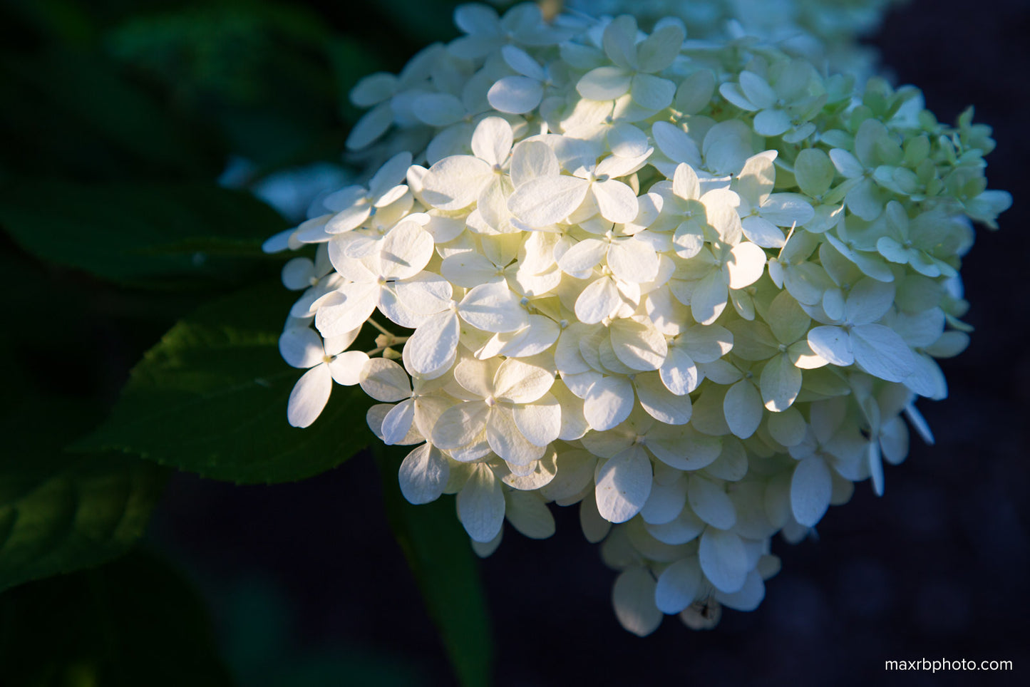 Hortensia