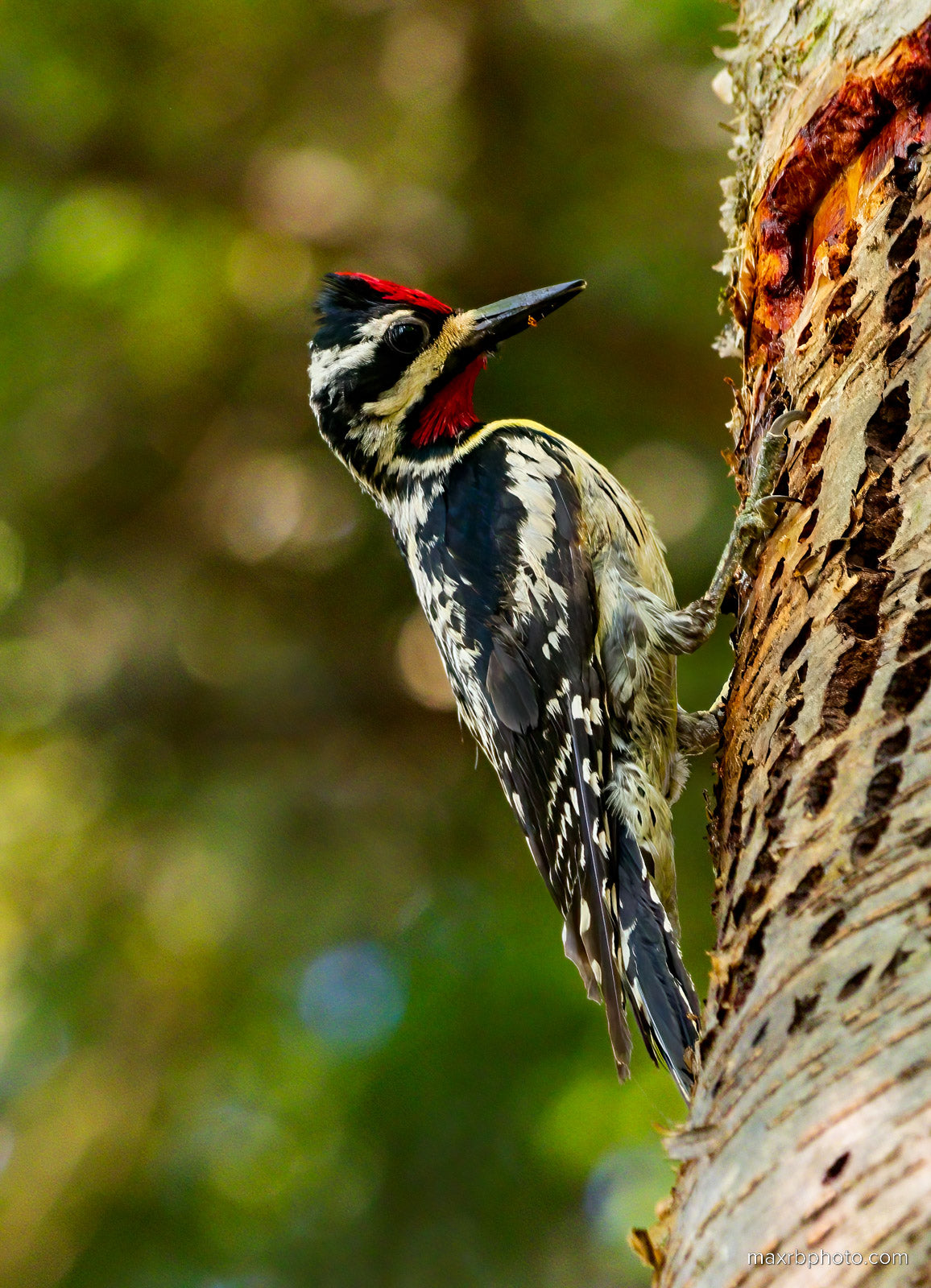 Yellow Bellied Sap Sucker (wood pecker)