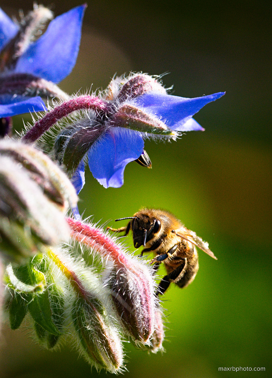 Bee on Borage