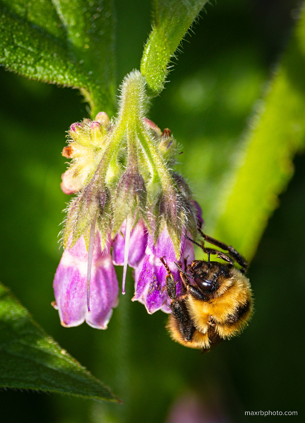 Bee on Comfrey