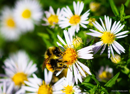 Bee on Aster