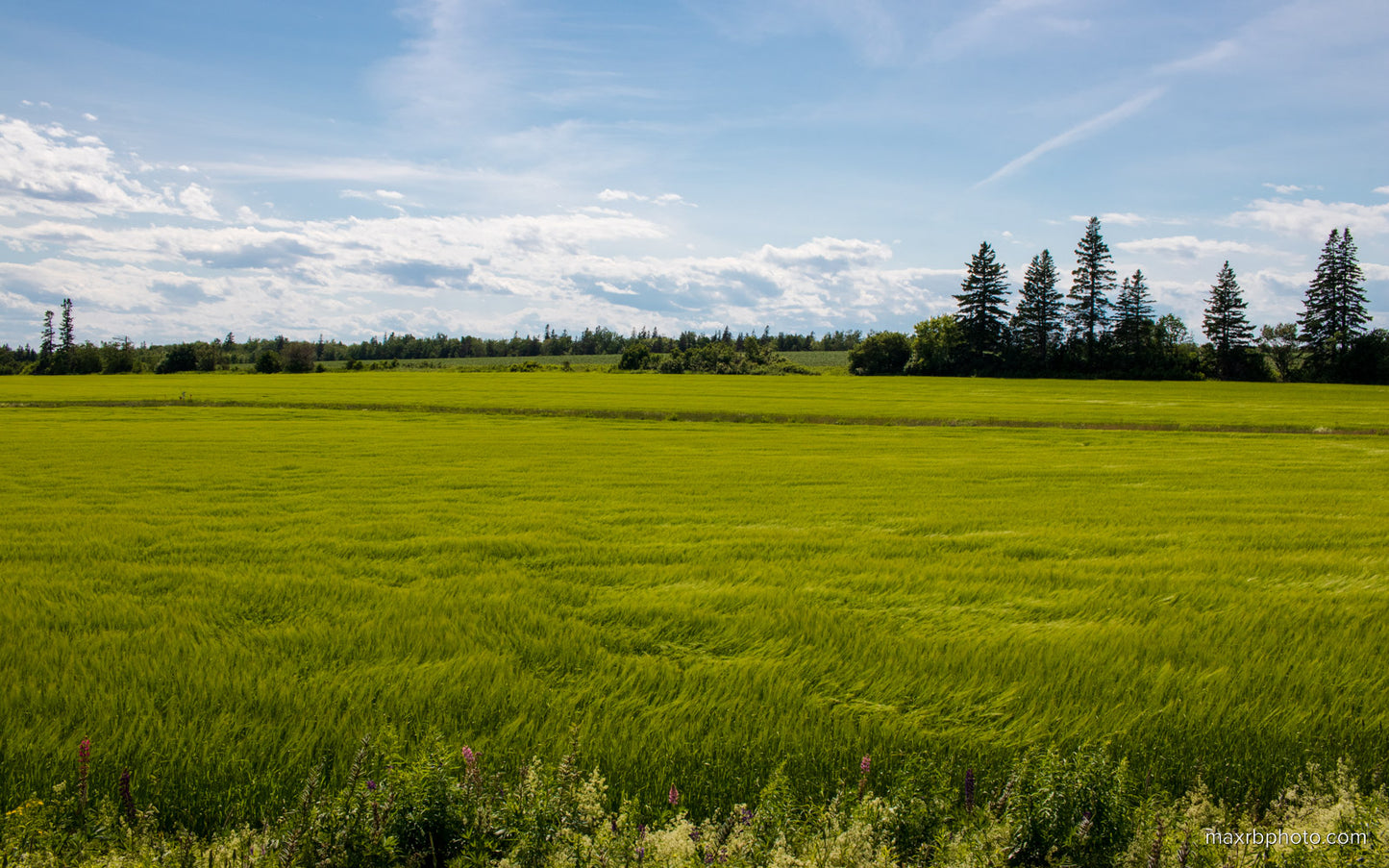 Field in a breeze