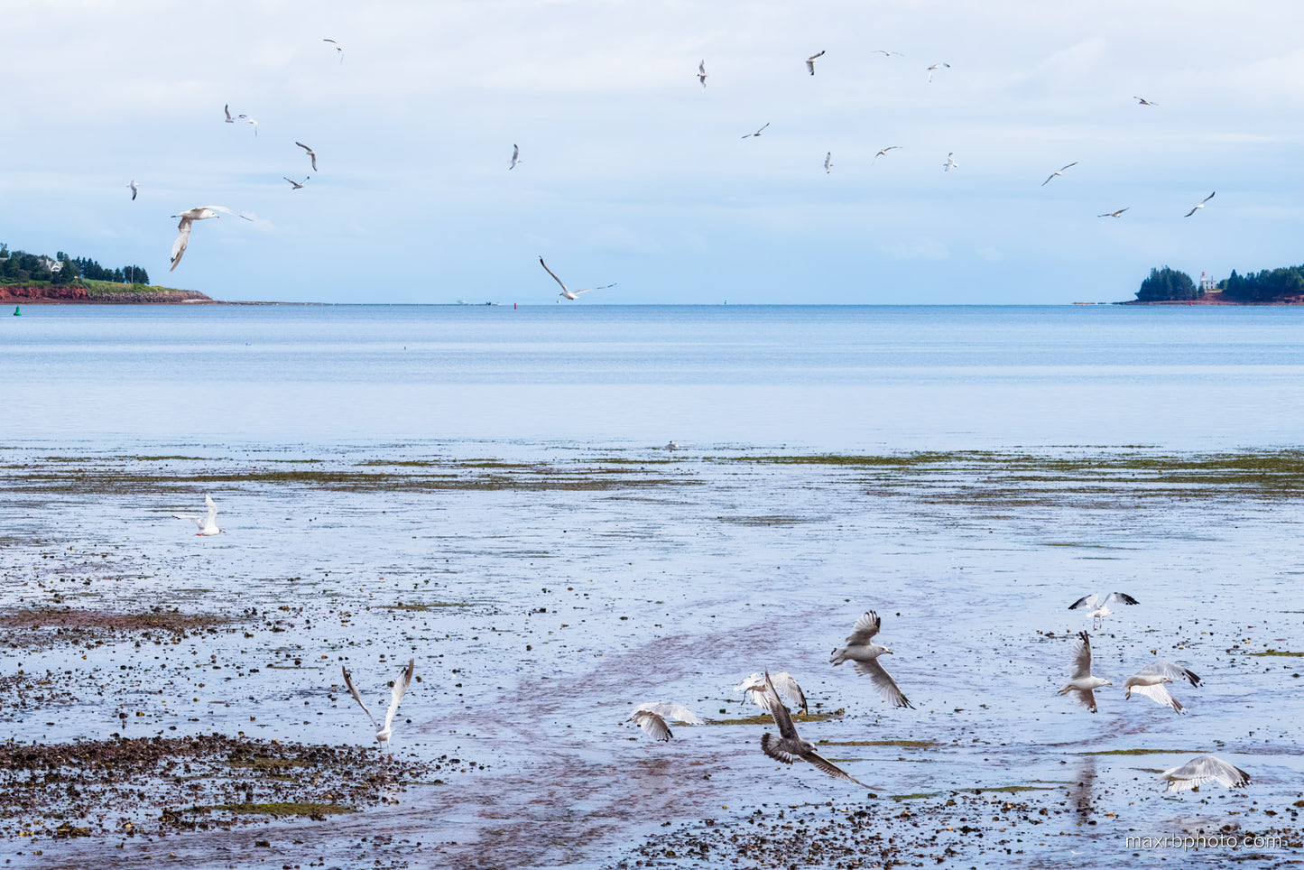 Flight of the Gulls